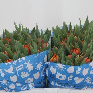 Freshy Tulp dubbel Orange Princes