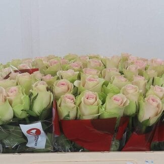 Freshy Grootbloemige Roos “Trivia” | Kleur: Roze | Lengte ± 50 centimeter | Per 20 stelen