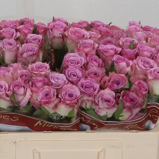 Freshy Grootbloemige Roos “Thriller” | Kleur: Paars | Lengte ± 50 centimeter | Per 20 stelen