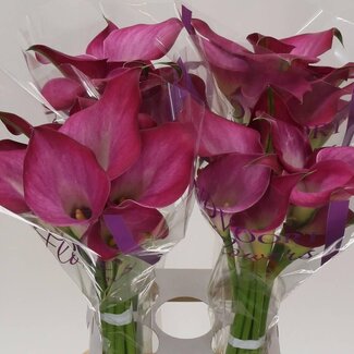 Freshy Zantedeschia Fantasia