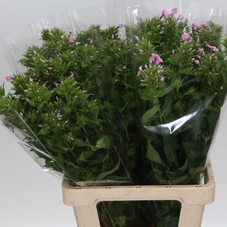 Freshy Phlox Paniculata “Kiki” | Kleur: Paars | Lengte ± 70 centimeter | Per 10 stelen