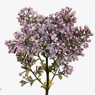 Freshy Sering V Hugo Koster 4 Kop