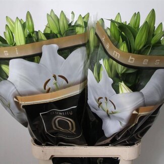 Freshy Lelie Oriental Aqua Zambesi