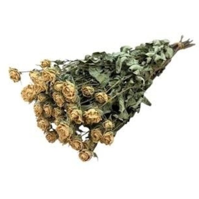 Witte gedroogde Trosrozen | Spray Rose droogbloemen | Lengte ± 50 centimeter | Per 10 rozen
