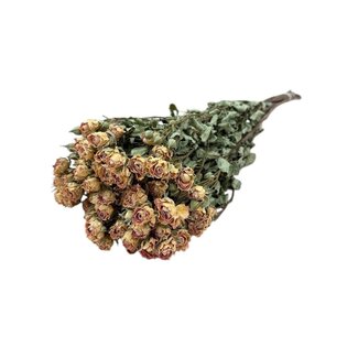 DriedRoses.com Wit-roze gedroogde Trosrozen | Spray Rose droogbloemen | Lengte ± 50 centimeter | Per 10 rozen