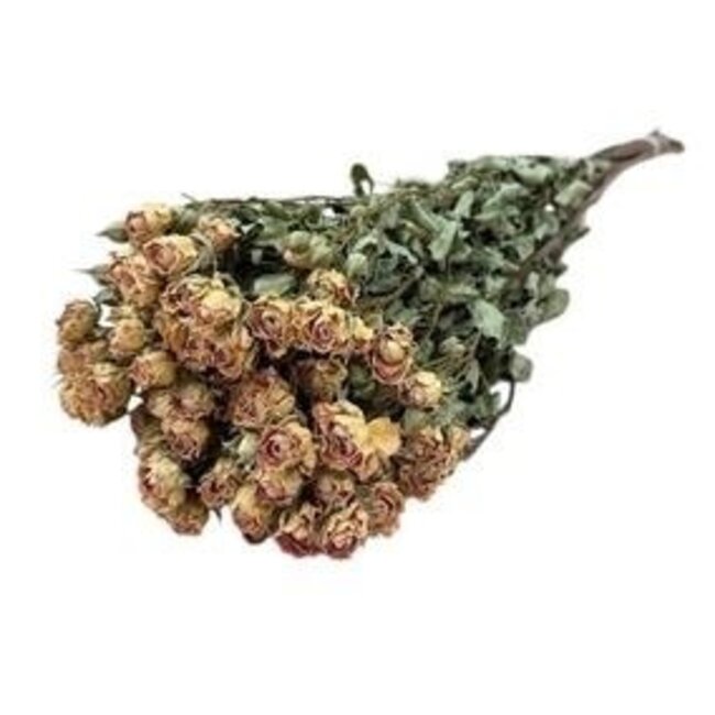 Weiß-Rosa getrocknete Trosrosen | Farbe: Weiß-Rosa | Spray Rose Trockenblumen | Länge ± 50 centimeter | Pro 10 Rosen