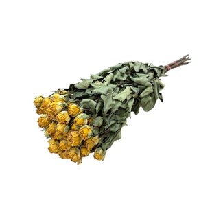 DriedRoses.com Yellow Dried Spray Roses | Spray Rose Dried Flowers | Length ± 50 centimetres | Per 10 roses