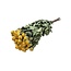 Gele gedroogde Trosrozen | Spray Rose droogbloemen | Lengte ± 50 centimeter | Per 10 rozen