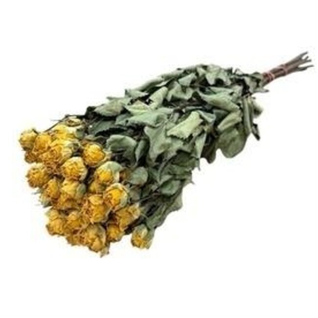 Gele gedroogde Trosrozen | Spray Rose droogbloemen | Lengte ± 50 centimeter | Per 10 rozen