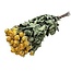 Gele gedroogde Trosrozen | Spray Rose droogbloemen | Lengte ± 50 centimeter | Per 10 rozen