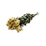 Witte gedroogde Rozen | Lengte ± 50 centimeter | Per 10 rozen