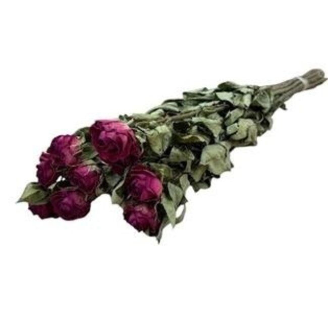 Roses séchées fuchsia | Longueur ± 50 centimètres | Par 10 roses
