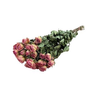 DriedRoses.com Pink dried Spray Roses | Spray Rose dried flowers | Length ± 50 centimetres | Per 10 roses