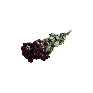 DriedRoses.com Rode gedroogde Trosrozen | Spray Rose droogbloemen | Lengte ± 50 centimeter | Per 10 rozen