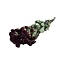 Rode gedroogde Trosrozen | Spray Rose droogbloemen | Lengte ± 50 centimeter | Per 10 rozen