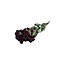 Red Dried Spray Roses | Spray Rose Dried Flowers | Length ± 50 centimetres | Per 10 roses