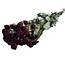 Rode gedroogde Trosrozen | Spray Rose droogbloemen | Lengte ± 50 centimeter | Per 10 rozen