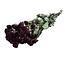 Rode gedroogde Trosrozen | Spray Rose droogbloemen | Lengte ± 50 centimeter | Per 10 rozen