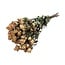 Lichtroze gedroogde Trosrozen | Spray Rose droogbloemen | Lengte ± 50 centimeter | Per 10 rozen