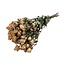 Lichtroze gedroogde Trosrozen | Spray Rose droogbloemen | Lengte ± 50 centimeter | Per 10 rozen