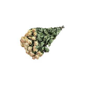 DriedRoses.com Peach Fuzz roses séchées en grappe | Fleurs séchées Spray Rose | Longueur ± 50 centimètres | Par 10 roses
