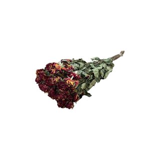 DriedRoses.com Geel-rode gedroogde Trosrozen | Spray Rose droogbloemen | Lengte ± 50 centimeter | Per 10 rozen