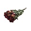Geel-rode gedroogde Trosrozen | Spray Rose droogbloemen | Lengte ± 50 centimeter | Per 10 rozen