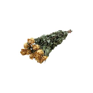DriedRoses.com Gelbe getrocknete Rosen | Länge ± 50 Zentimeter | Pro 10 Rosen