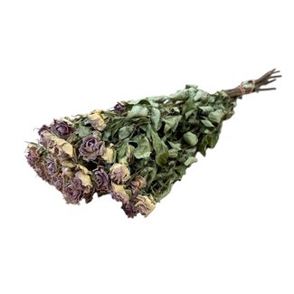 DriedRoses.com Roses en grappe séchées lavande-gris | Fleurs séchées Spray Rose | Longueur ± 50 centimètres | Par 10 roses