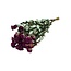 Fuchsia gedroogde Trosrozen | Spray Rose droogbloemen | Lengte ± 50 centimeter | Per 10 rozen