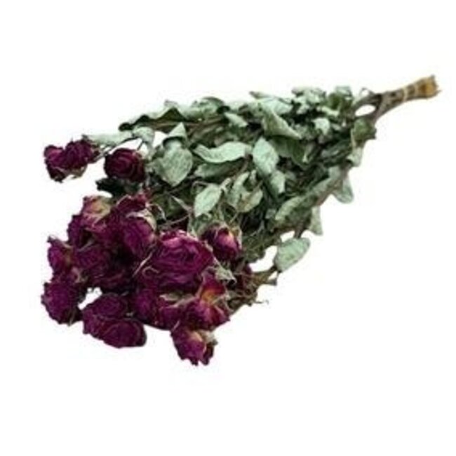 Fuchsia roses en grappes séchées | Fleurs séchées de roses en spray | Longueur ± 50 centimètres | Par 10 roses