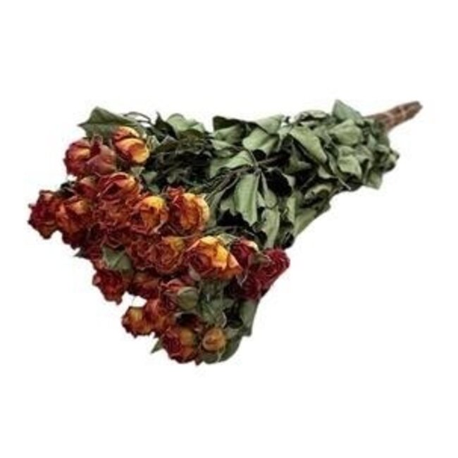 Roses en grappes séchées orange | Fleurs séchées Spray Rose | Longueur ± 50 centimètres | Par 10 roses