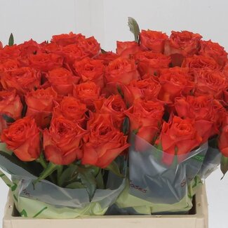 Freshy Roos “Orange Wave” | Kleur: Oranje | Lengte ± 40 centimeter | Per 20 verse bloemen