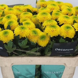 Freshy Chrysant deco Brasiliana