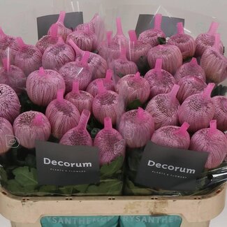 Freshy Chrysant deco Couture