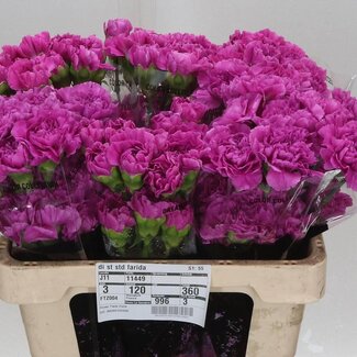 Freshy Korte Anjer “Farida” | Kleur: Roze | Lengte ± 55 centimeter | Per 20 verse bloemen