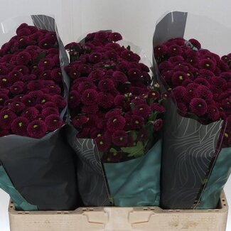 Freshy Chrysanthemum Chrysant Santini “Purpetta” | Kleur: Paars | Lengte ± 55 centimeter | Per 25 stelen verse bloemen