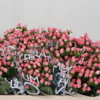 Freshy Hypericum “Coco Casino” | Kleur: Roze | Lengte ± 50 centimeter | Per 20 verse bloemen