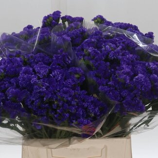 Freshy Limonium Statice Sinuata “Acqua Sun Birds” | Kleur: Paars | Lengte ± 45 centimeter | Per 25 stelen verse bloemen
