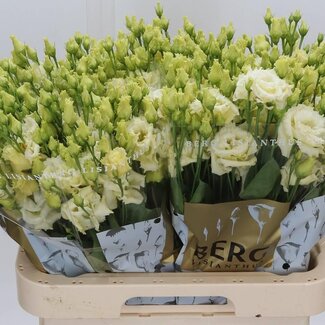 Freshy Eustoma Gevuld Alissa Geel
