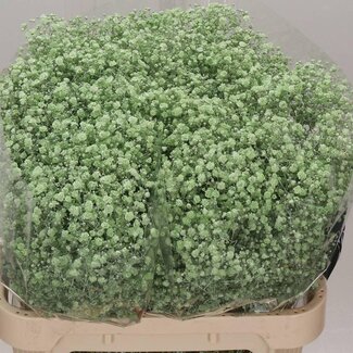 Freshy Gyps Kleurbehandeld Xlence Licht Groen