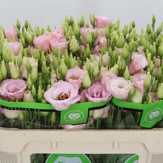 Freshy Eustoma Gevuld Lisanne Light Pink