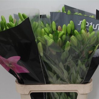 Freshy Lelie Longiflorum x Aziatische Lelie Aqua “Brindisi” | Kleur: Roze | Lengte ± 90 centimeter | Per 10 stelen verse bloemen