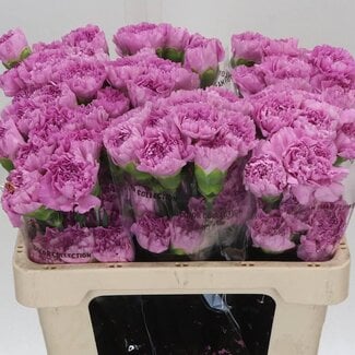 Freshy Korte Anjer “Birmania” | Kleur: Roze | Lengte ± 55 centimeter | Per 20 verse bloemen