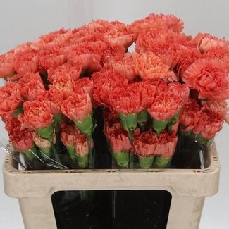 Freshy Korte Anjer “Megan” | Kleur: Oranje | Lengte ± 55 centimeter | Per 20 verse bloemen
