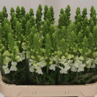 Freshy Antirrhinum Cool White