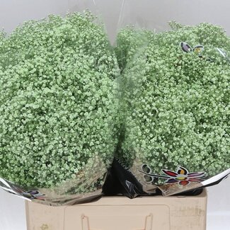 Freshy Gypsophila Gipskruid Kleurbehandeld “Million” | Kleur: Mint Groen | Lengte ± 60 centimeter | Per 25 stelen verse bloemen