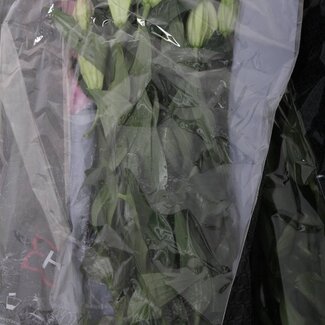 Freshy Lelie Oriental Aqua Calvados