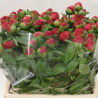 Freshy Paeonia Pioenroos L “Flame” | Kleur: Roze | Lengte ± 60 centimeter | Per 10 verse bloemen