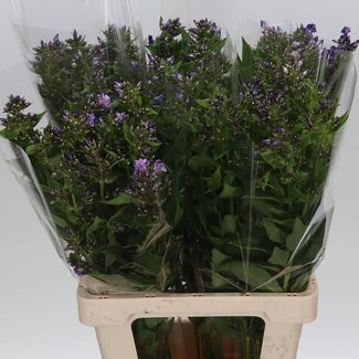 Freshy Phlox P Crissy